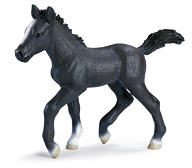 Chevaux - Equitation Poulain Lipizzan