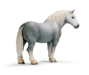 Chevaux - Equitation Etalon Percheron