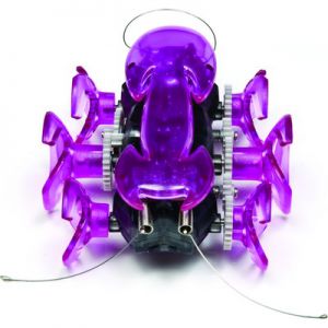 Ant Fourmi Violette
